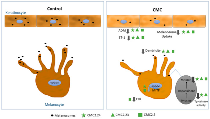 PMC8199869 – ijms-22-06043-f004