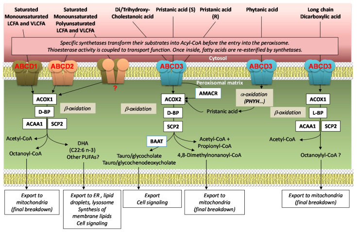 PMC8201181 – ijms-22-06093-f001