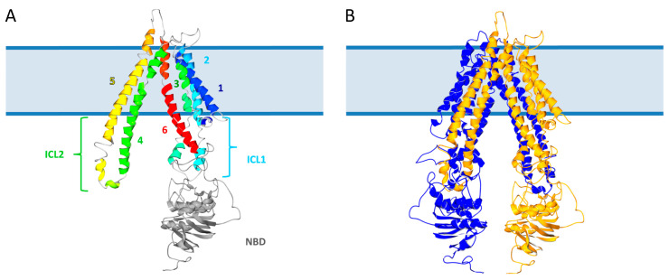 PMC8201181 – ijms-22-06093-f002