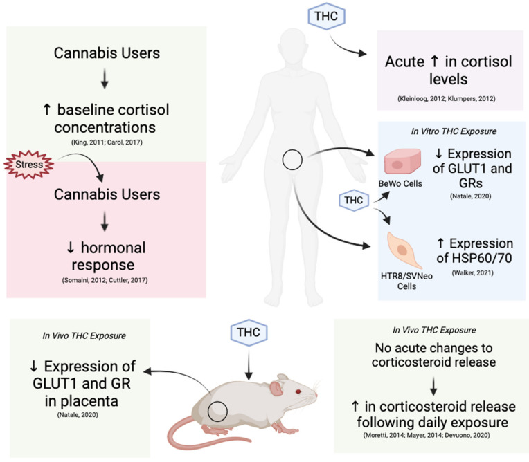 PMC8307766 – ijms-22-07289-f006