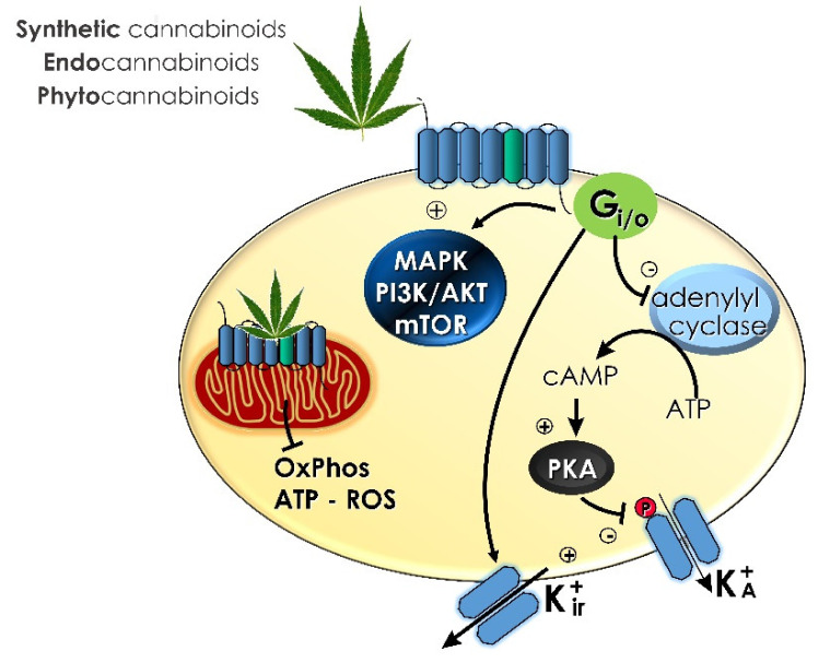 PMC8347083 – ijms-22-08329-f002