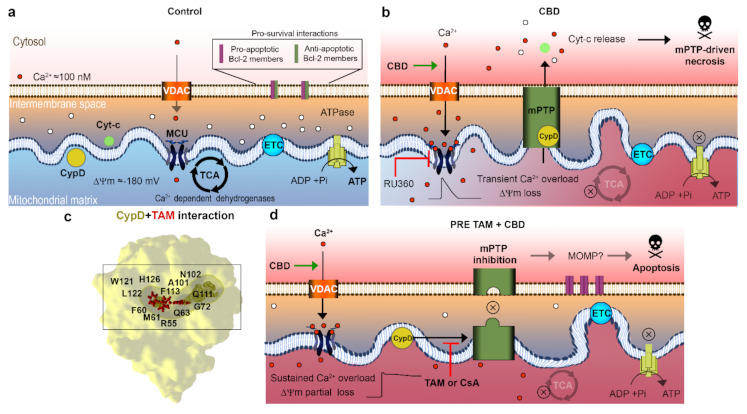 PMC8395529 – ijms-22-08688-f004