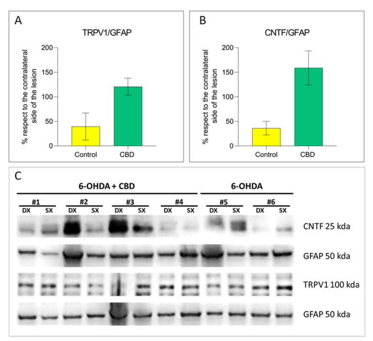 PMC8396349 – ijms-22-08920-f007