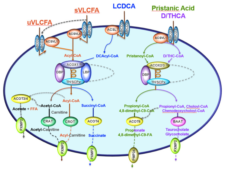 PMC8396561 – ijms-22-08969-f001
