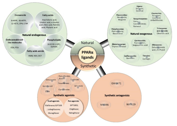 PMC8396561 – ijms-22-08969-f005