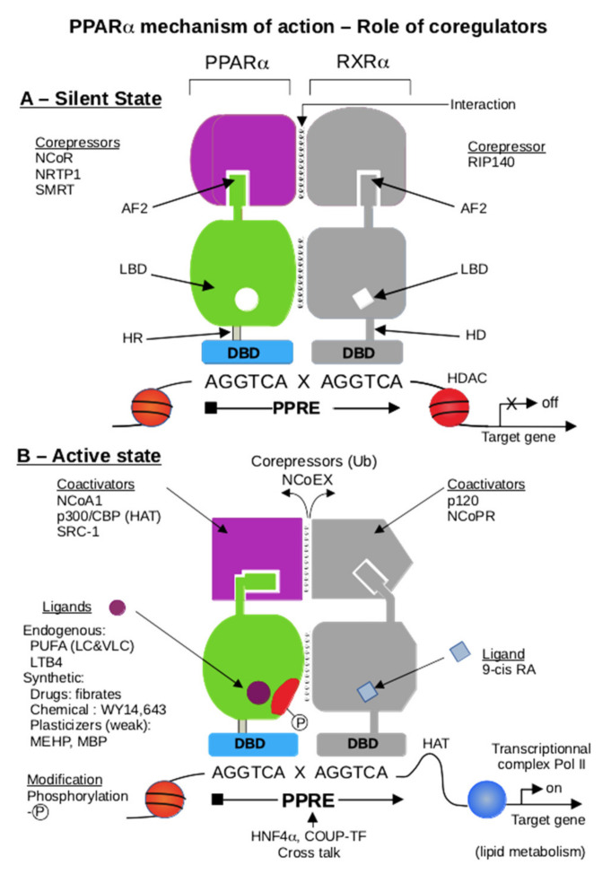 PMC8396561 – ijms-22-08969-f006