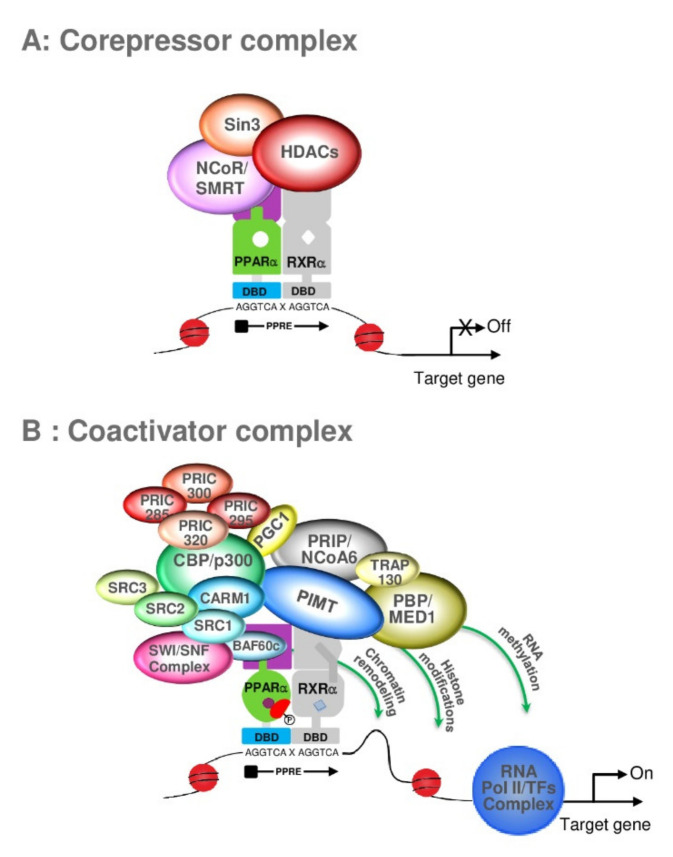 PMC8396561 – ijms-22-08969-f007