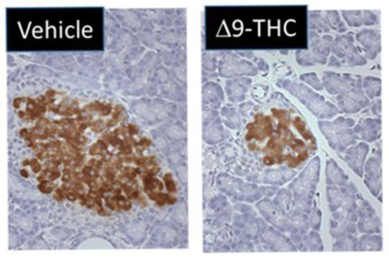 PMC8430813 – ijms-22-09528-f001