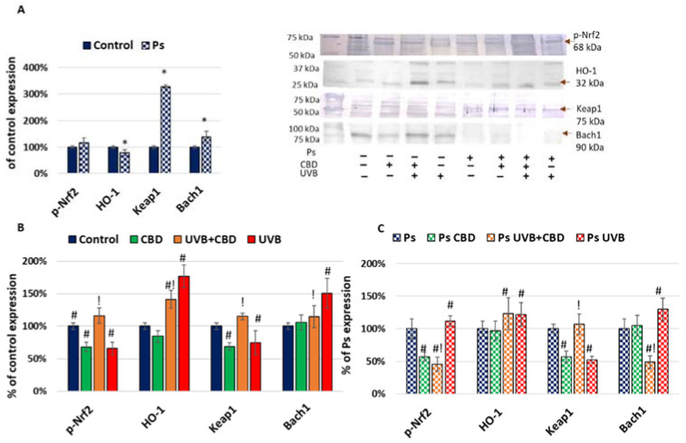 PMC8470797 – ijms-22-09956-f004