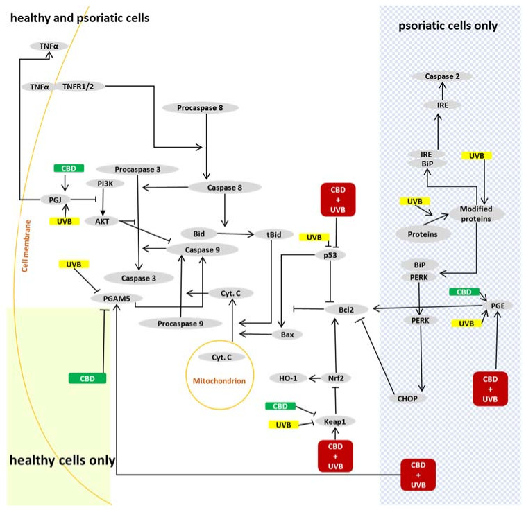 PMC8470797 – ijms-22-09956-f007