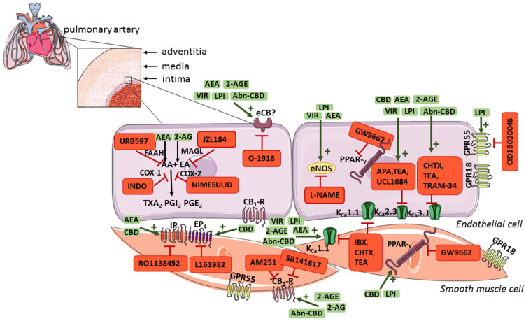 PMC8472313 – ijms-22-10048-f002