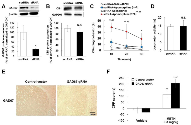 PMC8508987 – ijms-22-10486-f005
