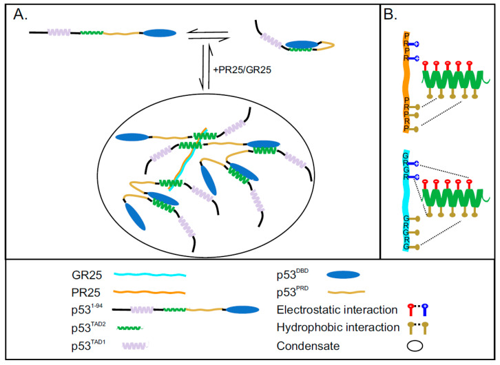 PMC8583712 – ijms-22-11431-f005