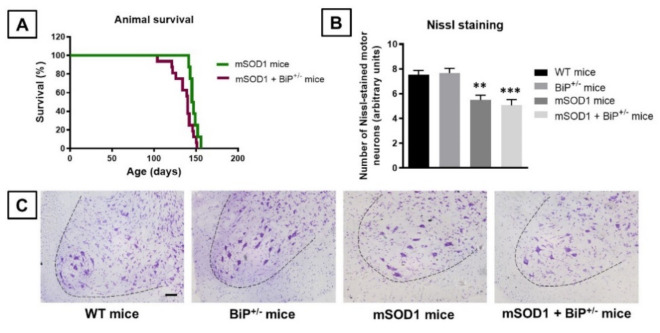 PMC8621319 – ijms-22-12533-f002