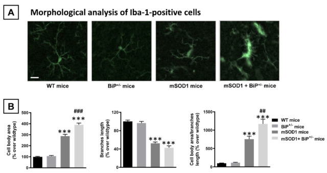 PMC8621319 – ijms-22-12533-f004
