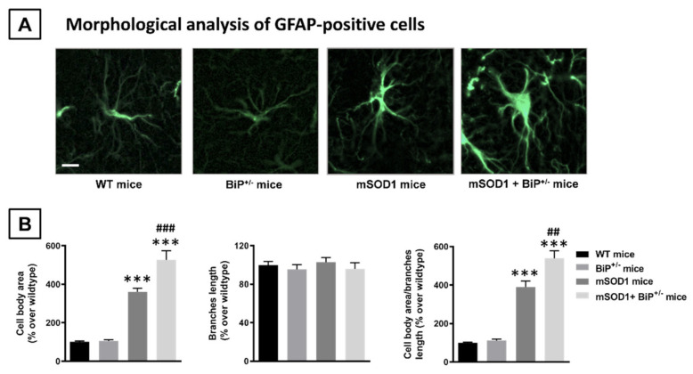 PMC8621319 – ijms-22-12533-f005