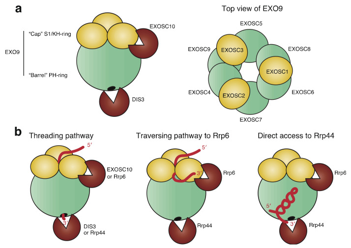 PMC8707817 – ijms-22-13401-f001