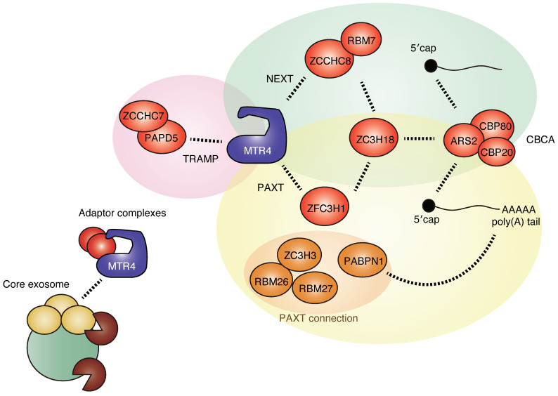 PMC8707817 – ijms-22-13401-f002