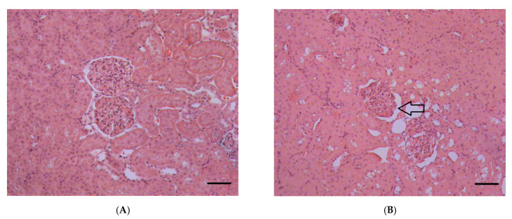 PMC8709234 – ijms-22-13625-f006