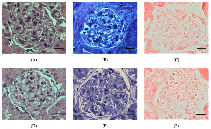 PMC8709234 – ijms-22-13625-f008