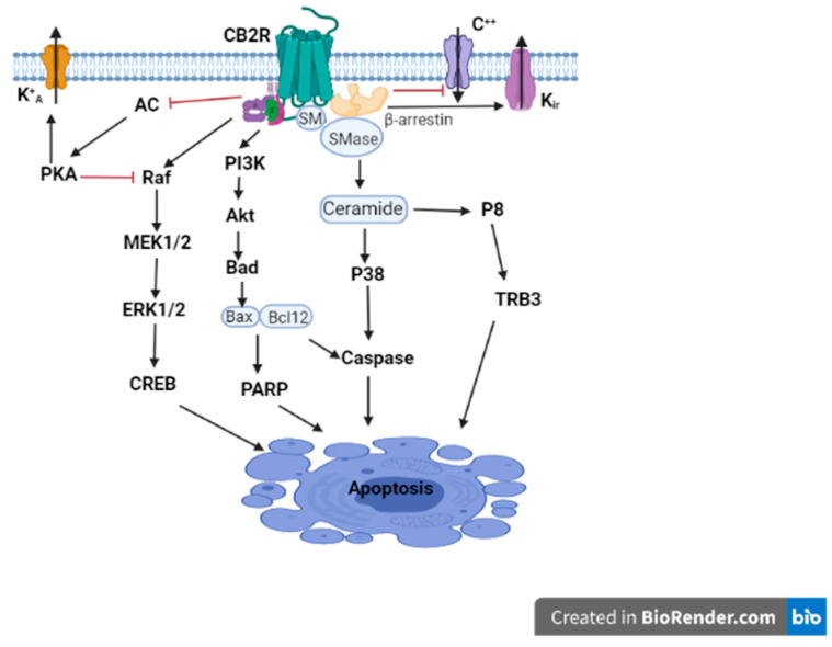 PMC8778243 – ijms-23-00975-f001