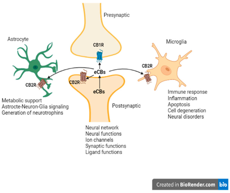PMC8778243 – ijms-23-00975-f002