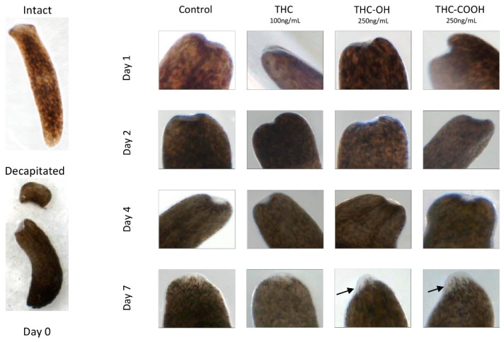 PMC8835806 – ijms-23-01401-f006