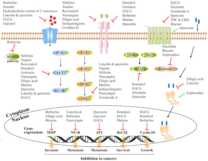 PMC8911024 – ijms-23-02672-f001