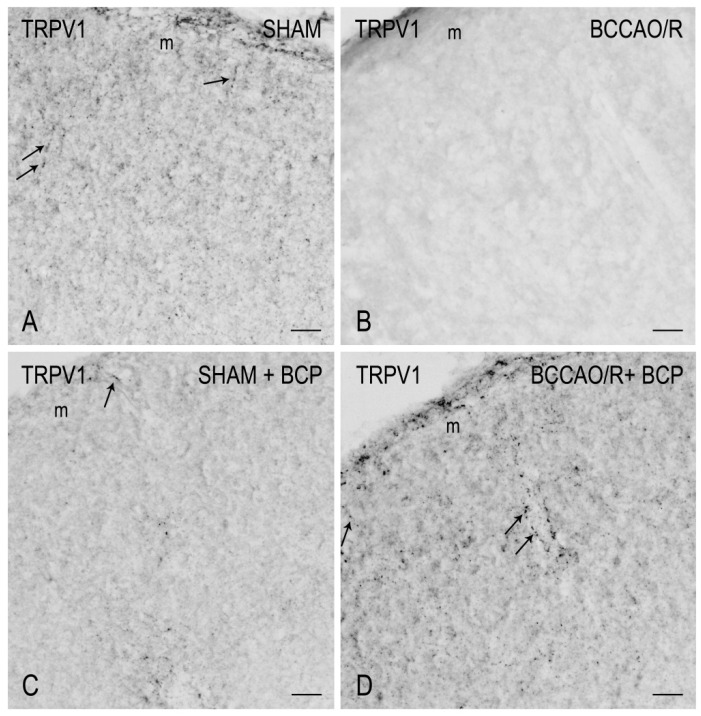 PMC8998979 – ijms-23-03633-f003