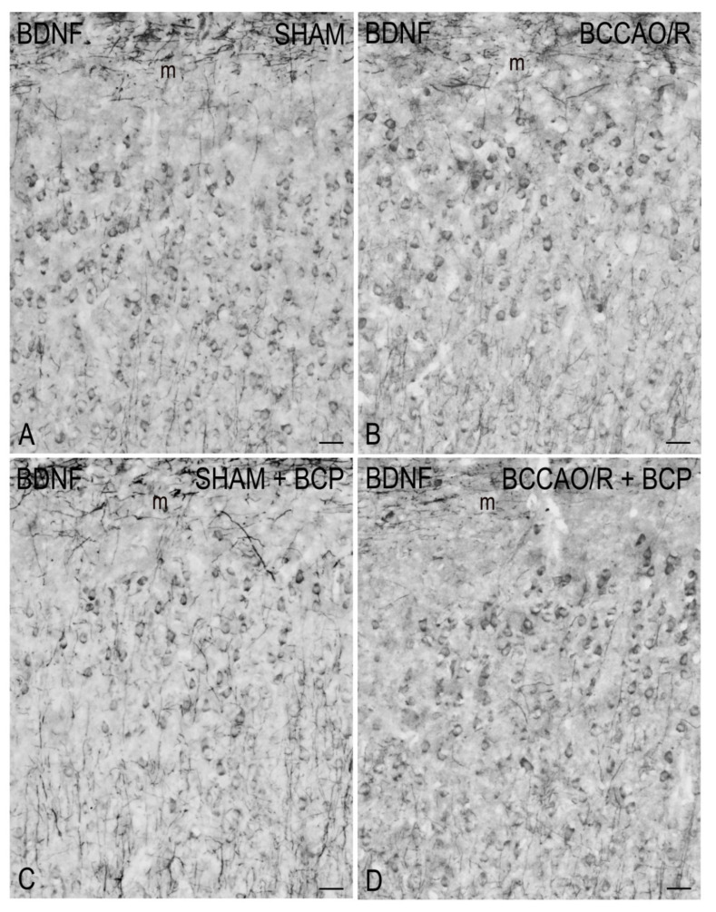 PMC8998979 – ijms-23-03633-f004