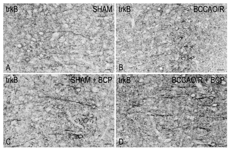 PMC8998979 – ijms-23-03633-f005