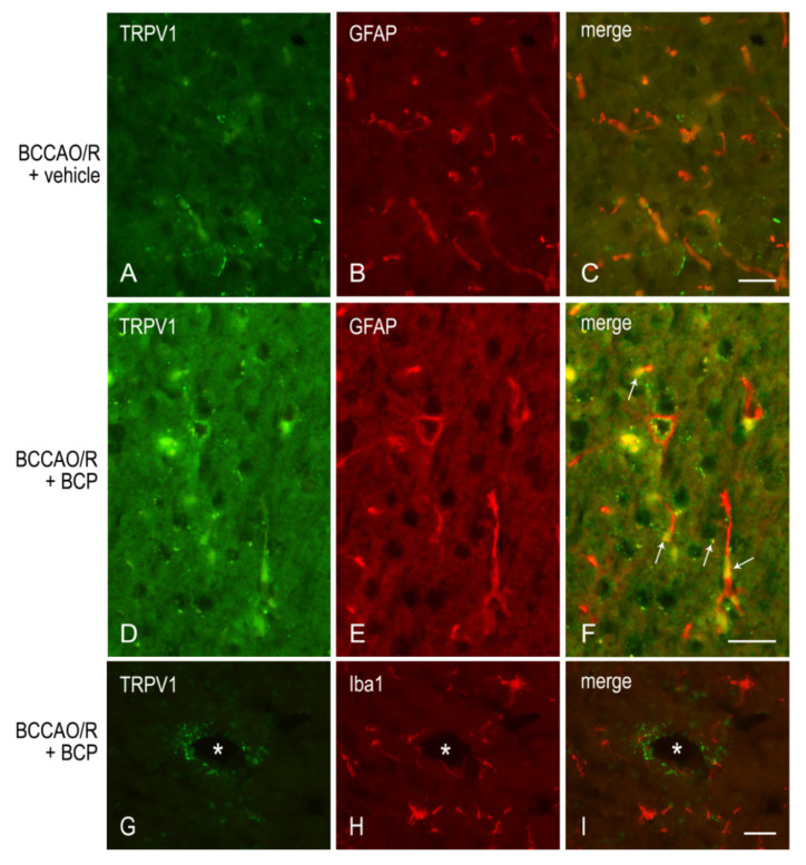 PMC8998979 – ijms-23-03633-f006