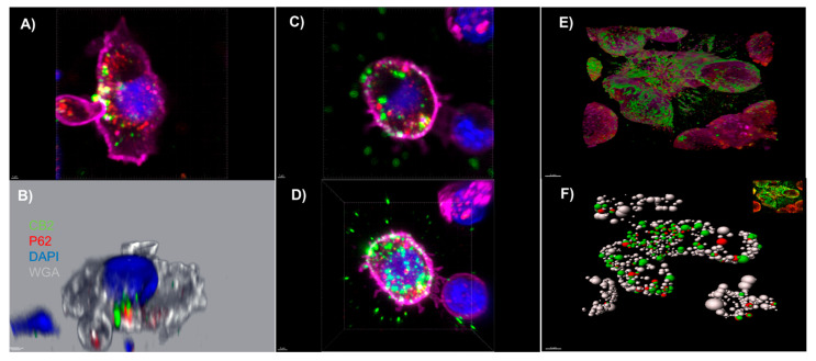 PMC8998663 – ijms-23-03783-f002