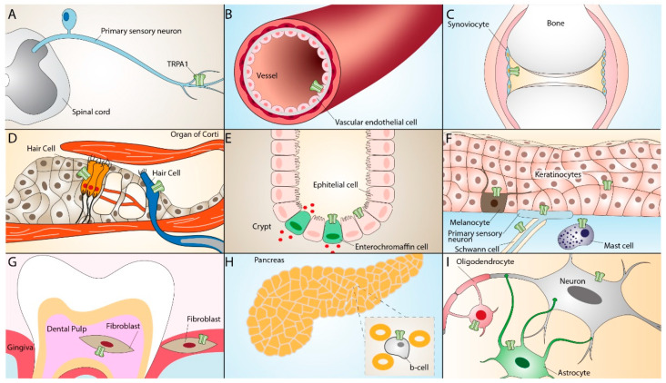 PMC9101260 – ijms-23-04529-f002