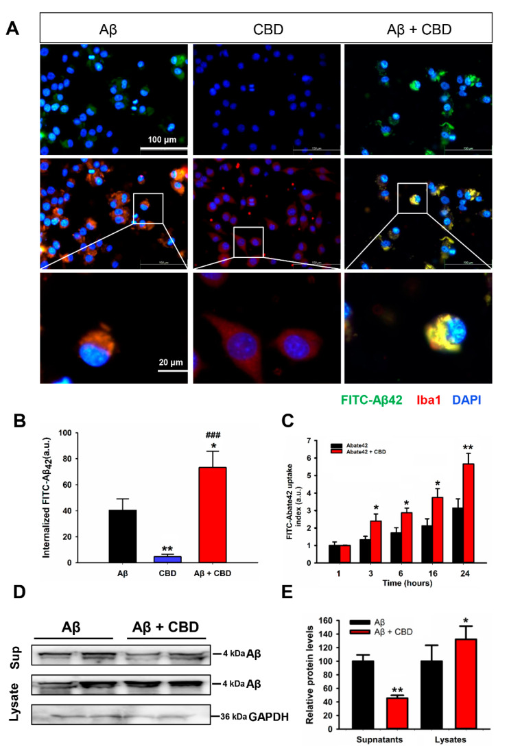 PMC9140666 – ijms-23-05367-f002