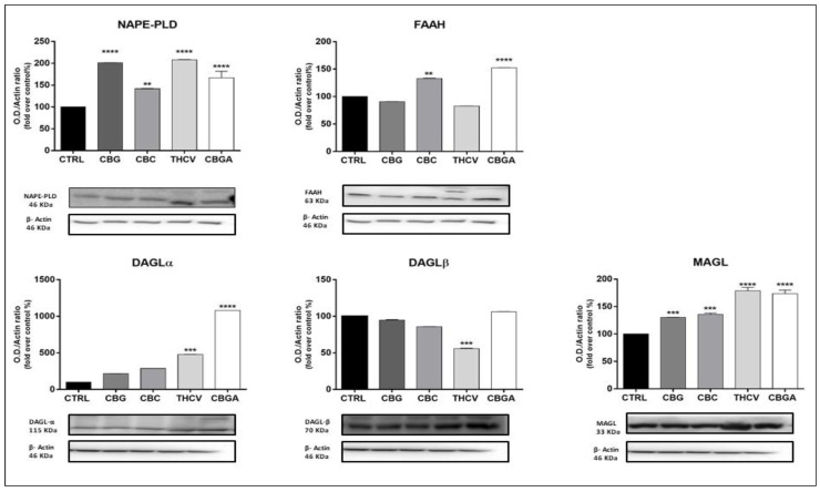 PMC9145865 – ijms-23-05430-f005