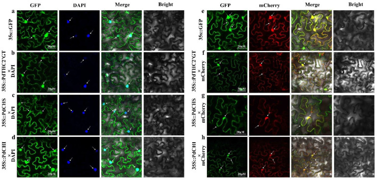 PMC9147737 – ijms-23-05696-f005