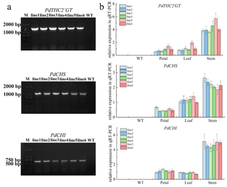 PMC9147737 – ijms-23-05696-f006