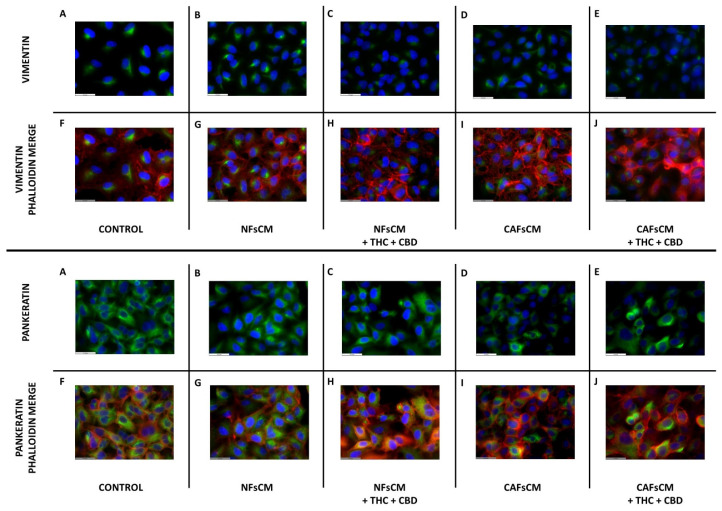 PMC9223514 – ijms-23-06766-f005