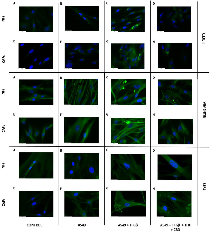 PMC9223514 – ijms-23-06766-f006