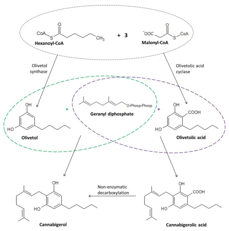 PMC9322760 – ijms-23-07929-f003