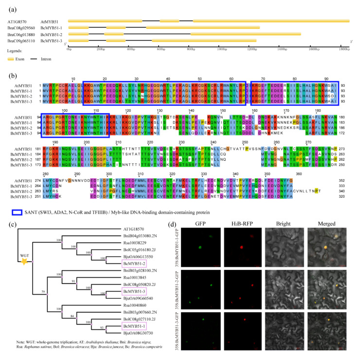 PMC9331318 – ijms-23-08222-f003