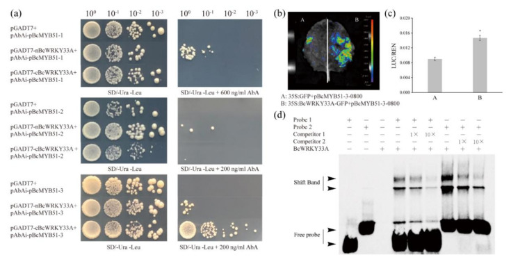 PMC9331318 – ijms-23-08222-f006