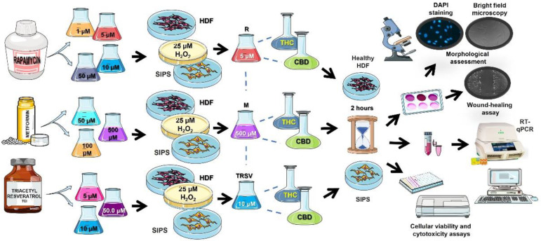 PMC9368899 – ijms-23-08804-f001