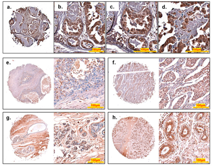 PMC9408326 – ijms-23-08881-f007