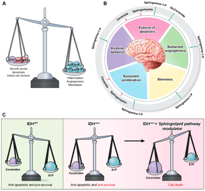 PMC9408832 – ijms-23-09255-f001