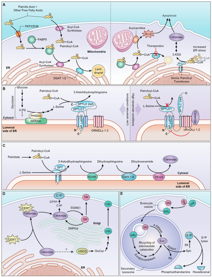 PMC9408832 – ijms-23-09255-f002
