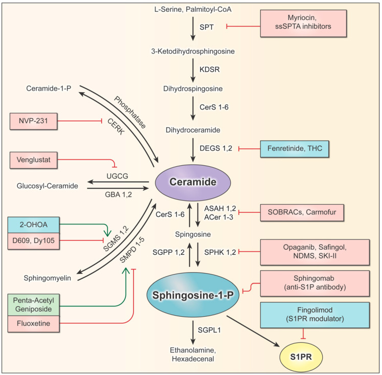 PMC9408832 – ijms-23-09255-f003