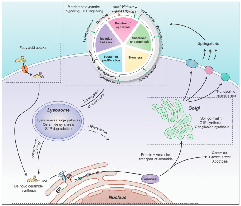 PMC9408832 – ijms-23-09255-f004