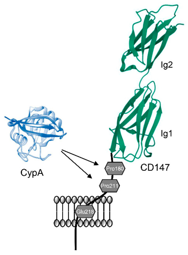 PMC9408992 – ijms-23-09341-f003